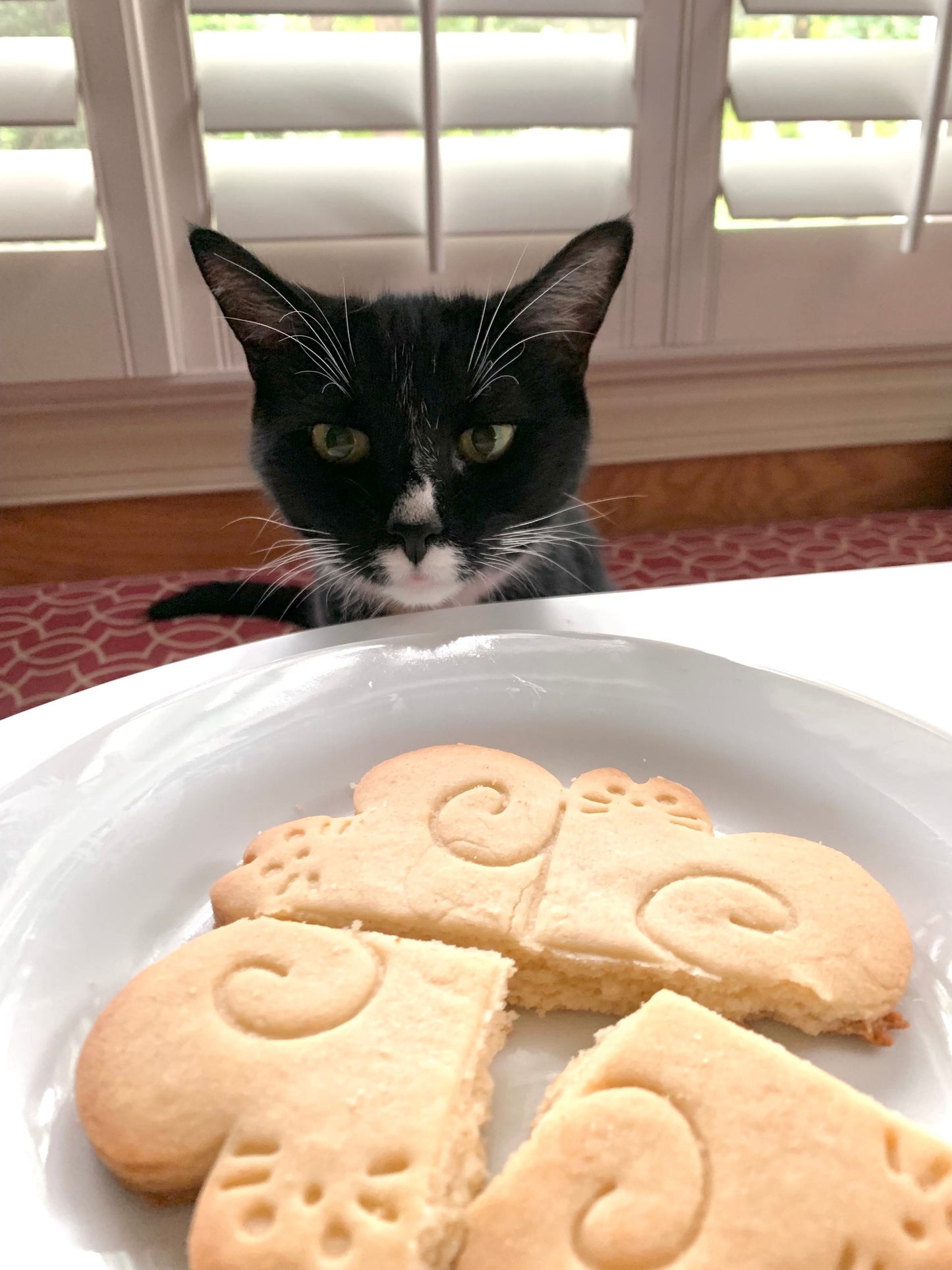 Four Heart Cat Cookie Cutter & Stamp